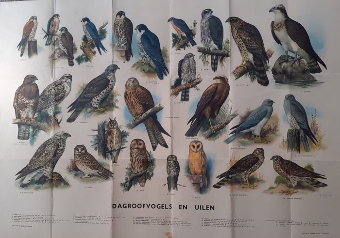 Slijper, H.J.: Dagroofvogels en uilen. Afbeeldingen van de dagroofvogels en uilen in natuurlijk kleuren geschilderd. - Afbeelding 3