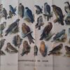 Slijper, H.J.: Dagroofvogels en uilen. Afbeeldingen van de dagroofvogels en uilen in natuurlijk kleuren geschilderd. - Afbeelding 3